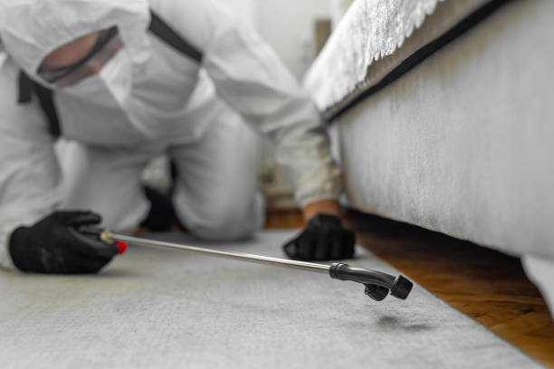 Professional Bed Bug Control technician working in Pearland, TX